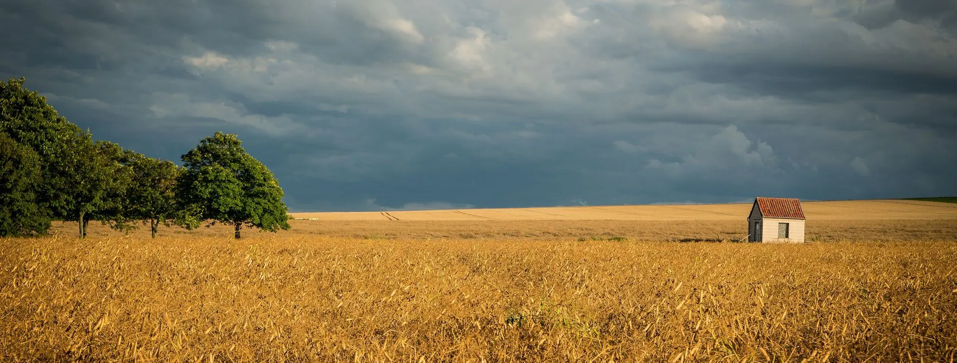 Feld bei Sunstedt