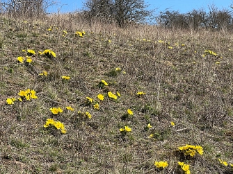 Adonisröschen&nbsp;&copy;&nbsp;Landkreis Helmstedt