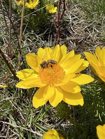 Adonisröschen am Heeseberg&nbsp;&copy;&nbsp;Landkreis Helmstedt