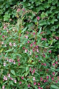 Druesiges Springkraut (Impatiens_glandulifera)&nbsp;&copy;&nbsp;André Karwath aka Aka, CC BY-SA 2.5, https://commons.wikimedia.org/w/index.php?curid=323196