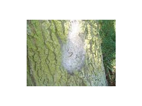 Gespinstnest vom Eichenprozessionsspinner&nbsp;&copy;&nbsp;NLGA