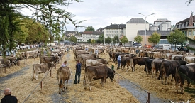 Veterinär