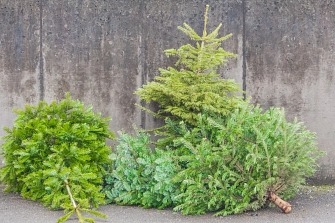 Weihnachtsbaumabfuhr&nbsp;&copy;&nbsp;Adobe Stock 218851353