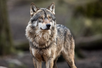Wolf&nbsp;&copy;&nbsp;Adobe Stock 326635341
