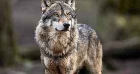 Wolf